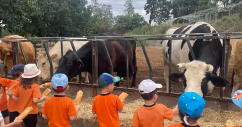 Alumnes de MOPI P3 alimentant les vaques en la sortida a la Granja Pifarré