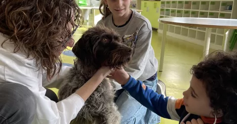 Alumnes de MOPI 5 treballant el projecte dels animals i rebent famílies del curs que els han fet activtat per conèixer els gossos com animals domèstics