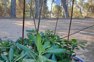 Plantes de la celebració de la Pasqua, cuidades durant la Quaresma, per plantar al pati de l'escola