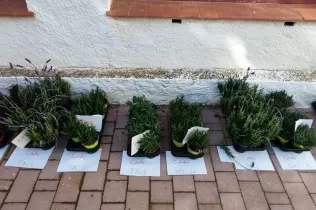 Plantes de la celebració de la Pasqua, cuidades durant la Quaresma, per plantar al pati de l'escola