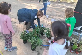 Alumnes d'infantil agafant les plantes per la la plantada al pati de l'escola en celebració de la Quaresma