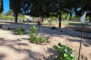 Alumnes grans i petits fent la plantada al pati de l'escola en la celebració de la Pasqua