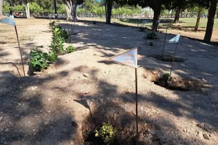 Plantada al pati de l'escola en la celebració de la Pasqua