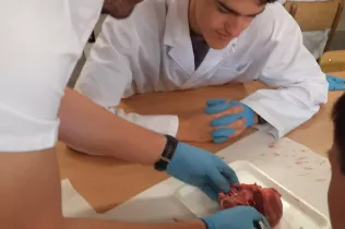 Alumnes de 4t ESO-TQE de la matèria Bojos per la Ciència fent una pràctica sobre el cor amb l'exalumne i estudiant de 4t de medicina Dídac Bellet