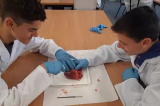 Alumnes de 4t ESO-TQE de la matèria Bojos per la Ciència fent una pràctica sobre el cor amb l'exalumne i estudiant de 4t de medicina Dídac Bellet