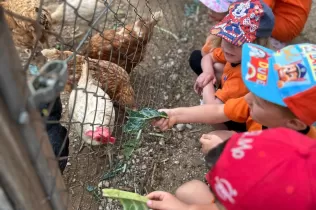 Alumnes de P3 alimentant les gallines en la seva experiència agrícola educativa a la Granja Pifarré de l'Horta de Lleida