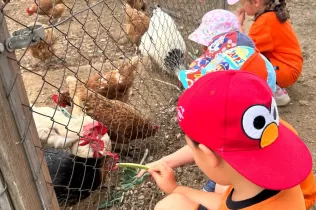Alumnes de P3 alimentant les gallines en la seva experiència agrícola educativa a la Granja Pifarré de l'Horta de Lleida
