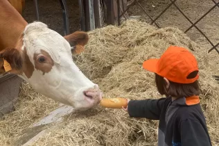 Alumnes de P3 alimentant vaques en la seva experiència agrícola educativa a la Granja Pifarré de l'Horta de Lleida