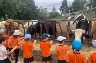 Alumnes de P3 coneixent diferents races de vaques en la seva experiència agrícola educativa a la Granja Pifarré de l'Horta de Lleida