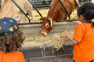 Alumnes de P3 alimentant vaques en la seva experiència agrícola educativa a la Granja Pifarré de l'Horta de Lleida
