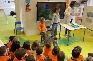 Alumnes de MOPI 5 treballant el projecte dels animals i rebent famílies del curs que els han fet activtat per conèixer els gossos com animals domèstics