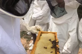 Alumnes de 2n de la PIN de Jesuïtes Lleida fent el taller d'apicultura a Cal Gort a la Pobla de Cèrvoles