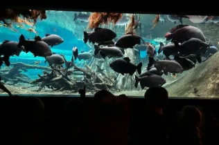 Cosmocaixa-infantil-MOPI5-SantIgnasi