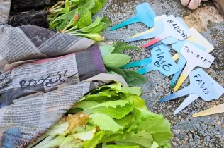 Alumnes de 1r ESO-NEI de Jesuïtes Lleida Col·legi Claver treballont l'hort en el marc de la matèria EcoLab