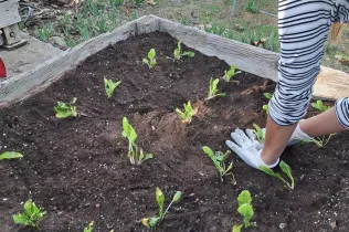 Alumnes de 1r ESO-NEI de Jesuïtes Lleida Col·legi Claver treballont l'hort en el marc de la matèria EcoLab