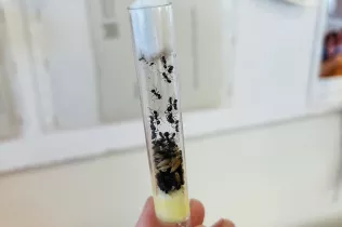 vist i no vist infanti sant ignasi jesuïtes sarrià