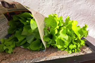 La collita a la Llar