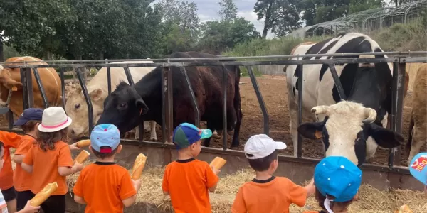 Alumnes de MOPI P3 alimentant les vaques en la sortida a la Granja Pifarré