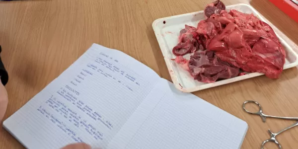 Pràctica del cor amb l'alumnat de 4t ESO-TQE al laboratori de Jesuítes Lleida