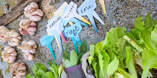 Planter per l'hort de la matèria EcoLab de 1r ESO-NEI de Jesuïtes Lleida